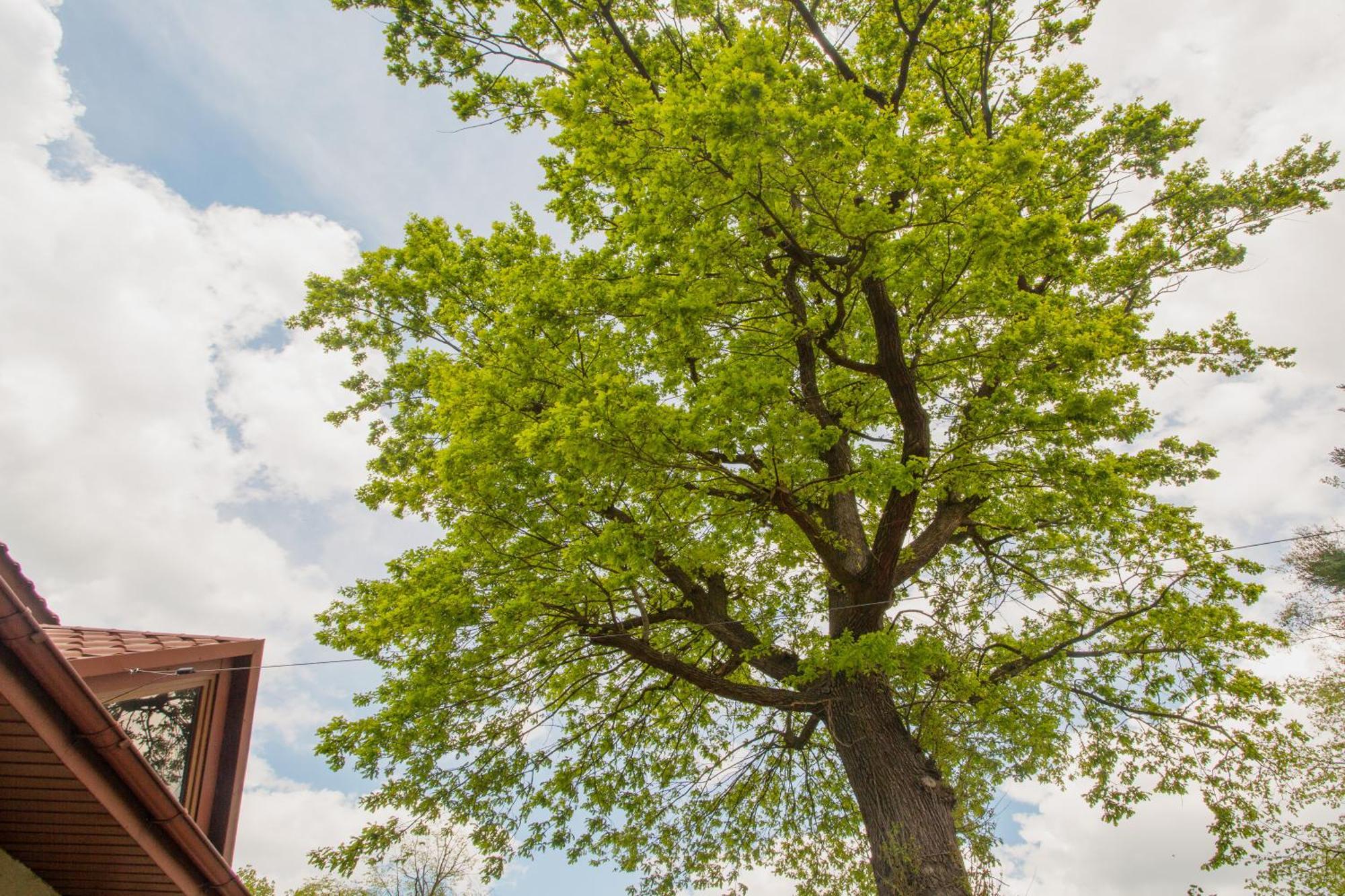 Noclegi Pod Debem U Jakuba Niepołomice Exteriér fotografie